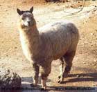 Alpaca