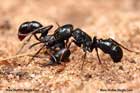 مورچه،Ant،Ants 