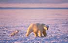 خرس قطبی ، روباه قطبی،Polar bear, polar fox