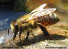 زنبور،Bee