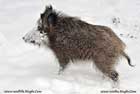 گراز،Boar