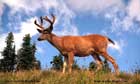 Caribou