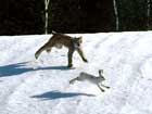Wildcat