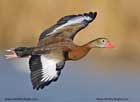 مرغابی،Duck