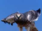 عقاب،شاهين،Eagles،hawks
