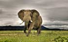 فیل،Elephant