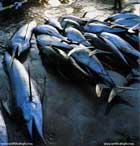 ماهی،Fish