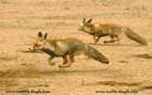 روباه،Fox