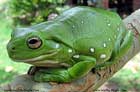 قورباغه،Frog