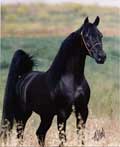 اسب،Horse