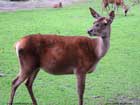 مرال،Ibex 