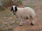 گوسفند،mutton