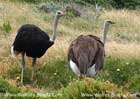 شترمرغ،Ostrich