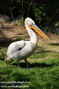 پلیکان،Pelicans