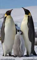 پنگوئن،Penguin