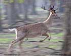 گوزن زرد ایرانی،iran fallow deer