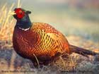 قرقاول،Pheasant