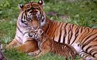 پلنگ و ببر،Leopard, tiger