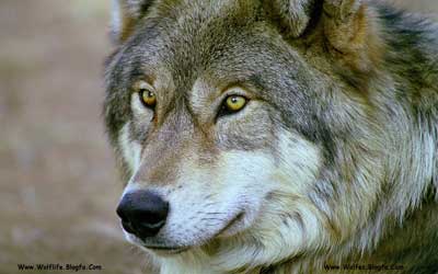 گرگ خاکستری ، Wolf،Wolv