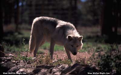 گرگ خاکستری ، Wolf،Wolv