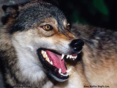 گرگ خاکستری ، Wolf،Wolv