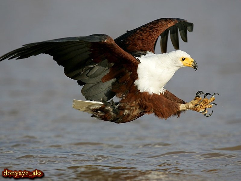 http://s3.picofile.com/file/7523260000/shekar_6_.jpg