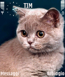  عکس   دانلود تم Little Cat سیرجان ۲ دانلود برای سیمبیان سری 60 ورژن 3