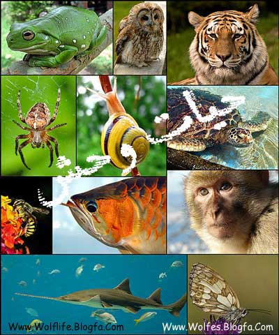 جانوران یا حیوانات،Animals or animal