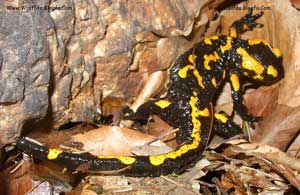 Salamandra_دوزیستی-به-نام-سمندر-آتشین