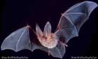 خفاش،Bat
