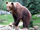 خرس،Bear