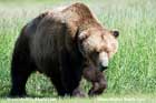 خرس قهوه‌ای و خرس خاکستری،Brown bear،Grizzly bear