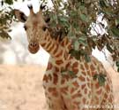 زرافه،Giraffe