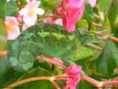 آفتاب پرست جَکسون،Jackson's Chameleon