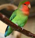 طوطی برزیلی،Brazilian parrot