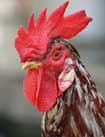 خروس،Rooster