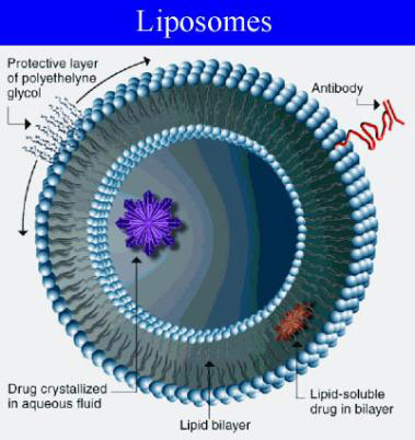 لیپوزوم
