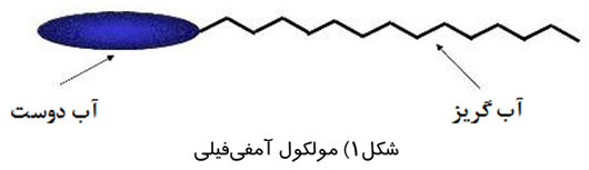 مولکول آمفی فیلی