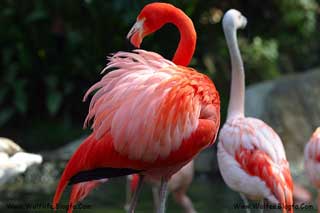 Male and female flamingo