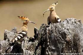 hoopoe