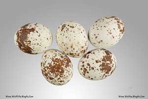 Accipiter_nisus_MHNT