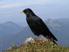 زاغ،Crow