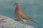 یاکریم،Dove