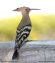 هُدهُد،Hoopoe