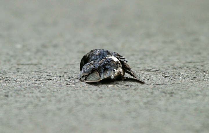 سوگ چلچله‌ها 2