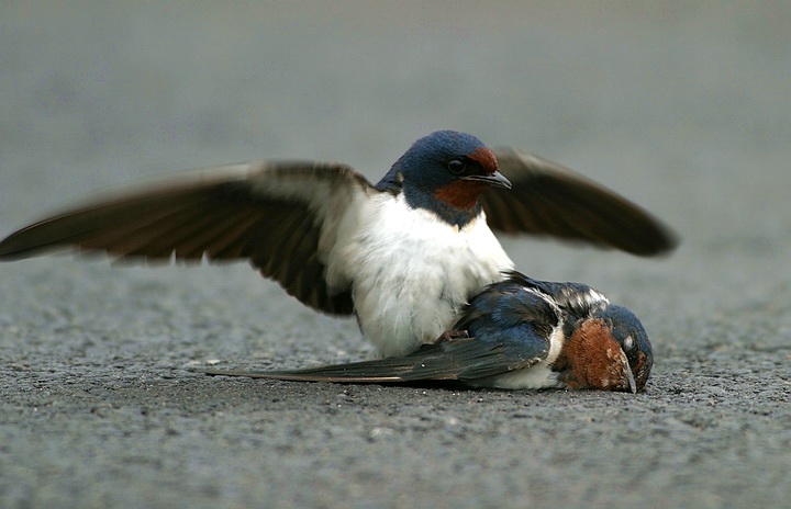 سوگ چلچله‌ها 8