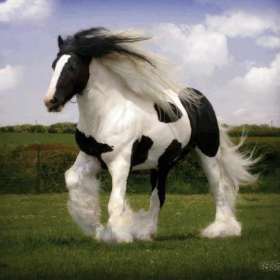 اسب زیبا
