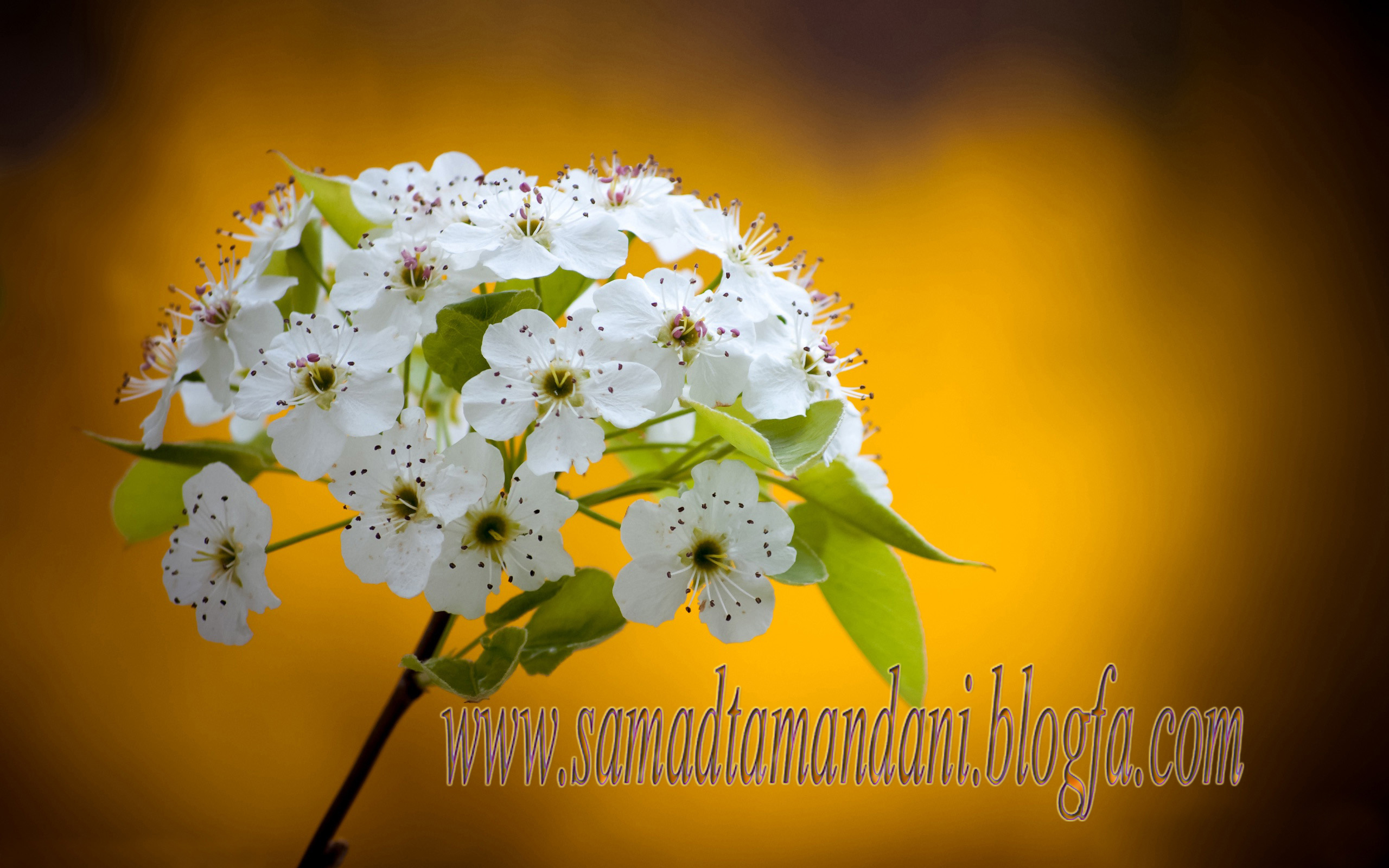 samadtamandani