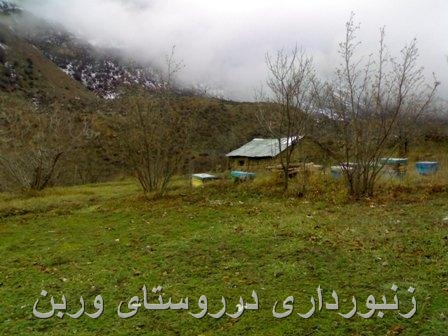 زنبورعسل ومنظره ای ازوربن
