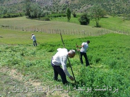 یونجه زاردر وربن